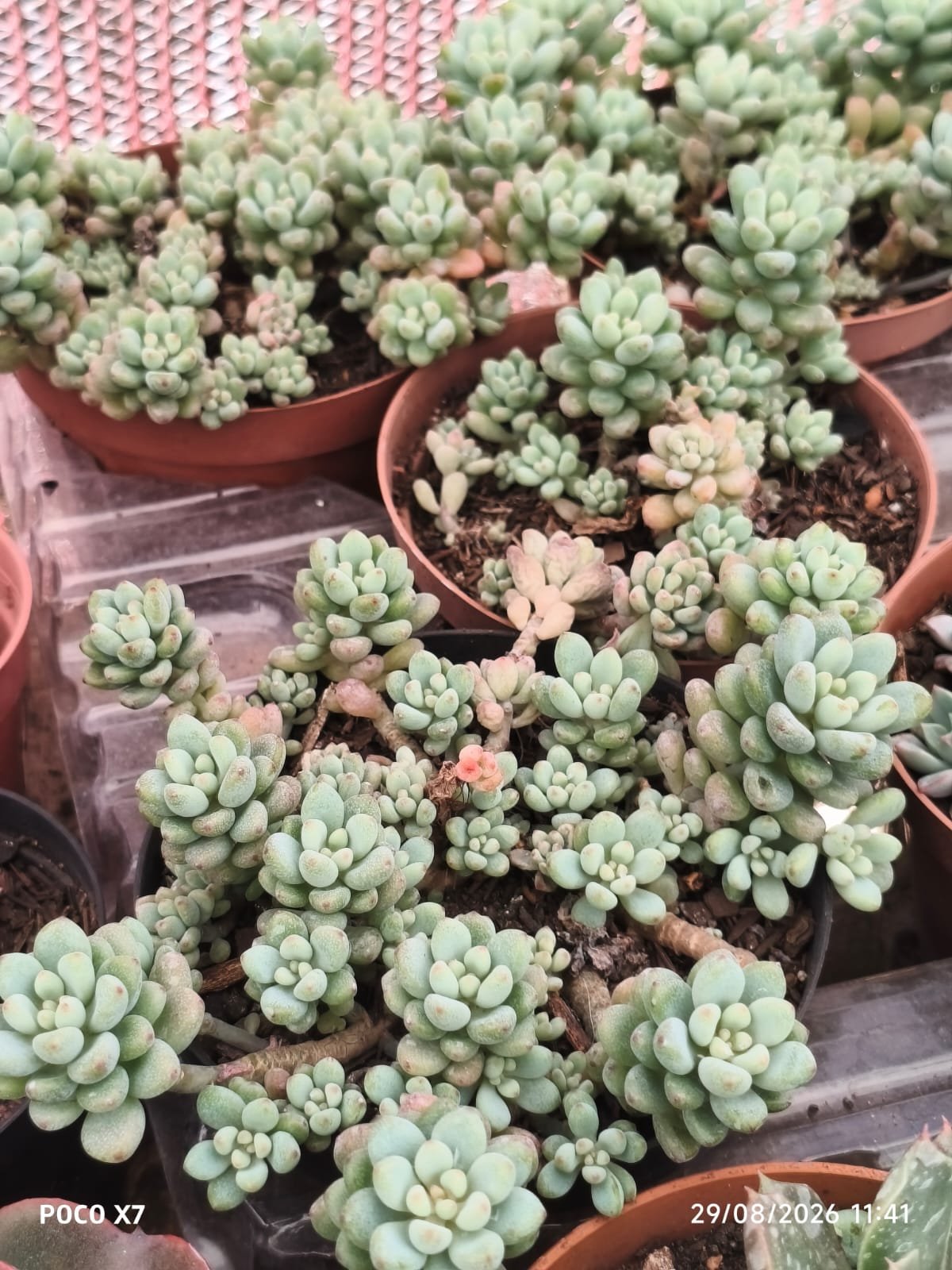 Echeveria Amoena Microcalix - Imagem 2