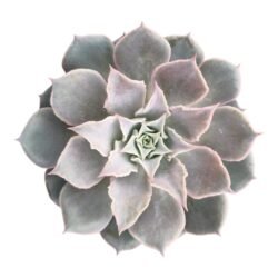 Echeveria Lola x Madiba