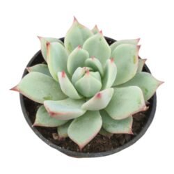 Echeveria Beatrice P06