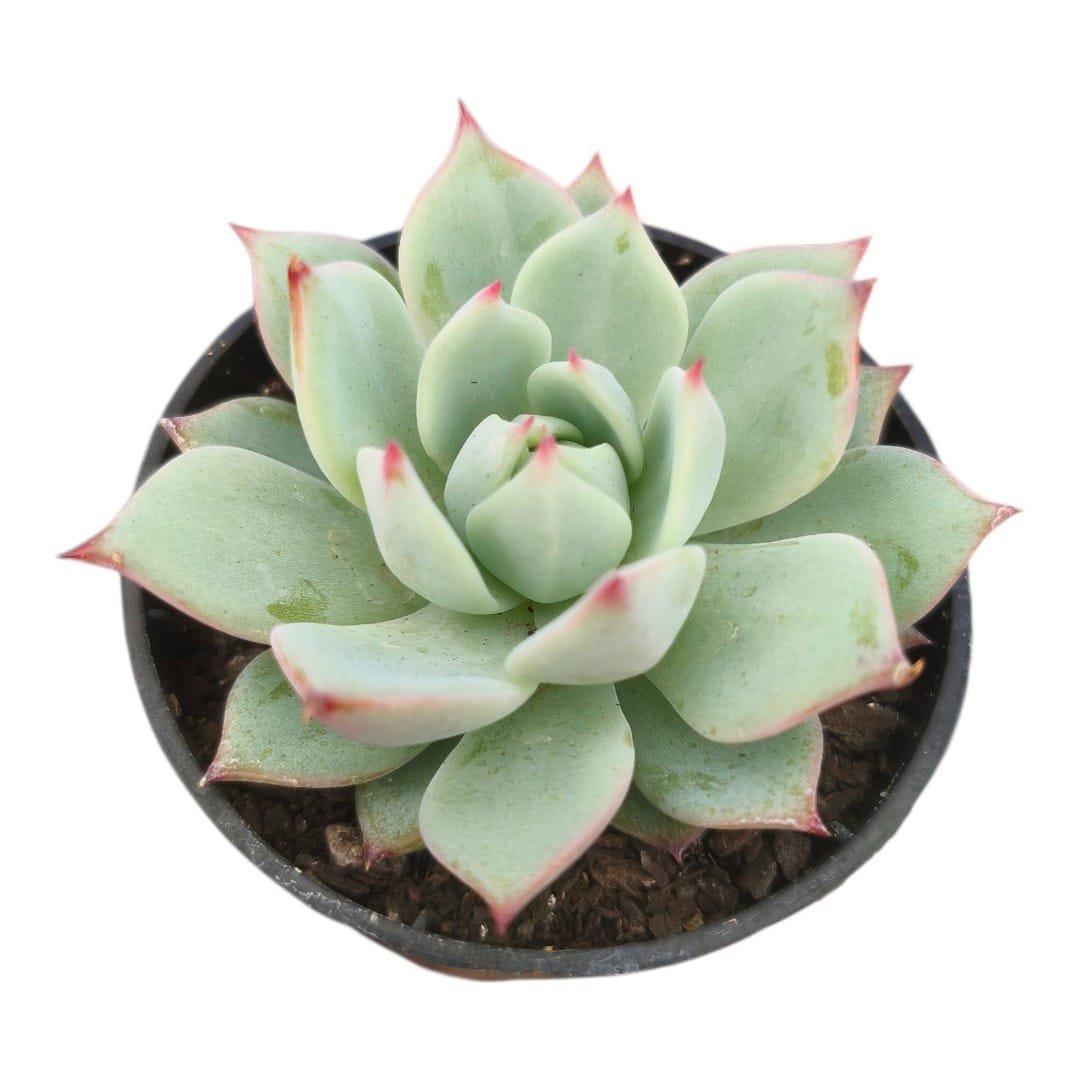 Echeveria Beatrice P06