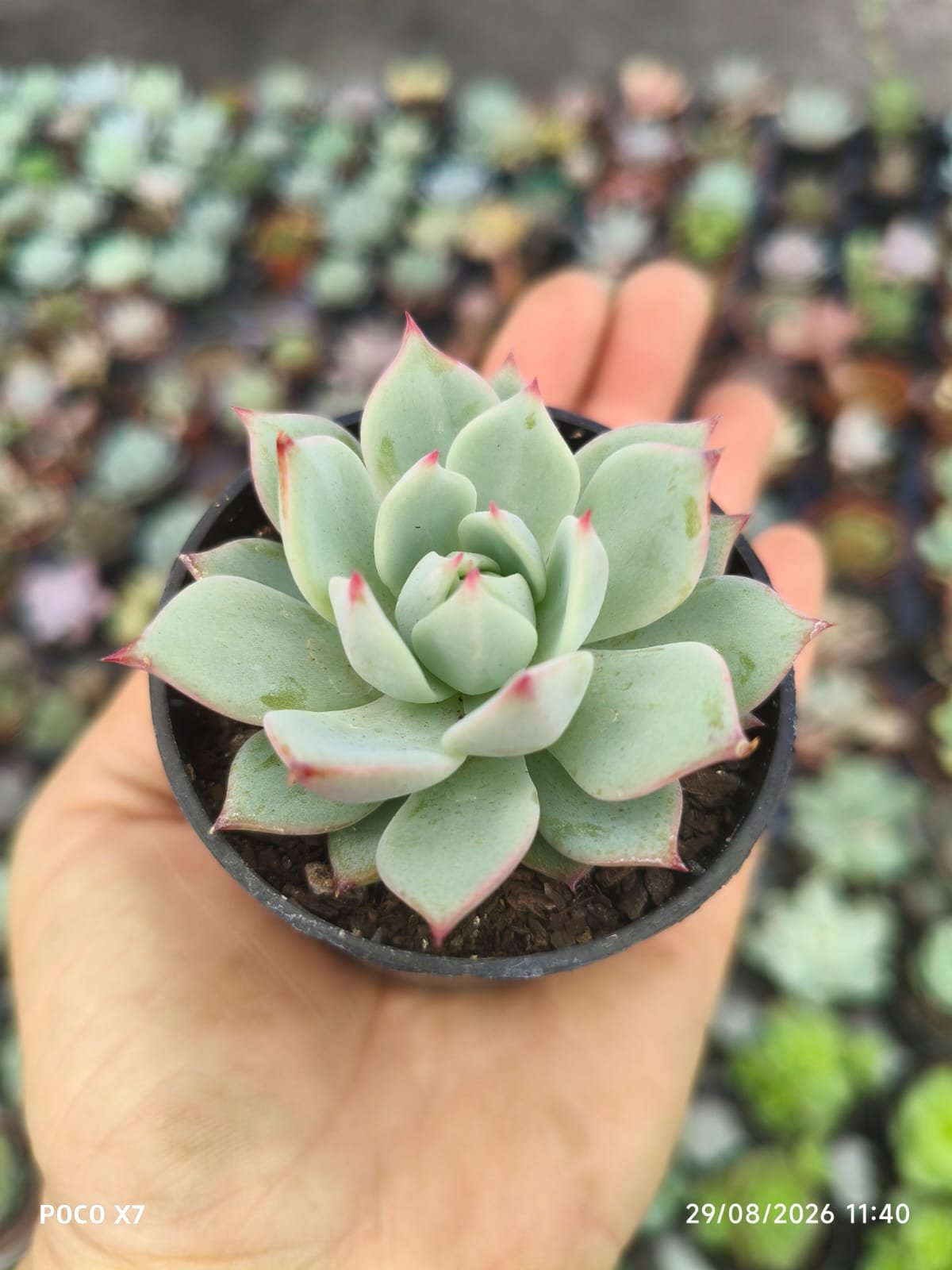 Echeveria Beatrice P06 - Imagem 2