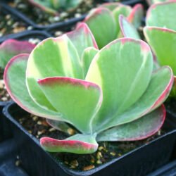 Planta Suculenta Kalanchoe Fantastic Variegata