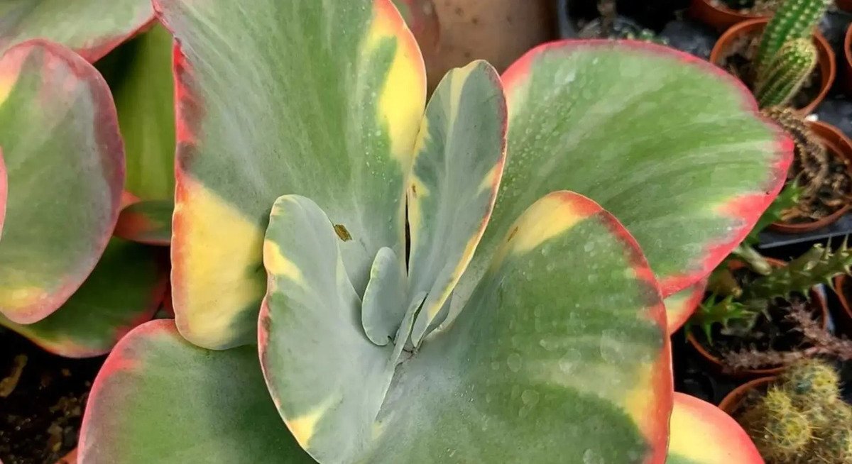 Planta Suculenta Kalanchoe Fantastic Variegata - Imagem 2