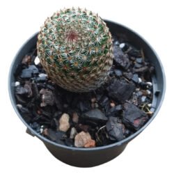 Cacto Mammillaria Matudae (cacto Anaconda)