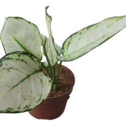 Aglaonema  Super White  (coleção)