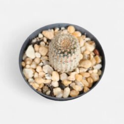 Cacto Echinocereus Rigidissimus (arco-íris) Rosa-chiclete