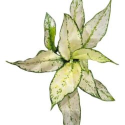 Aglaonema Siam Paragon Branco