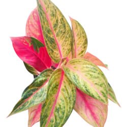 Aglaonema Siam Diamond Branco