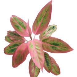 Aglaonema Salmon Fantasy