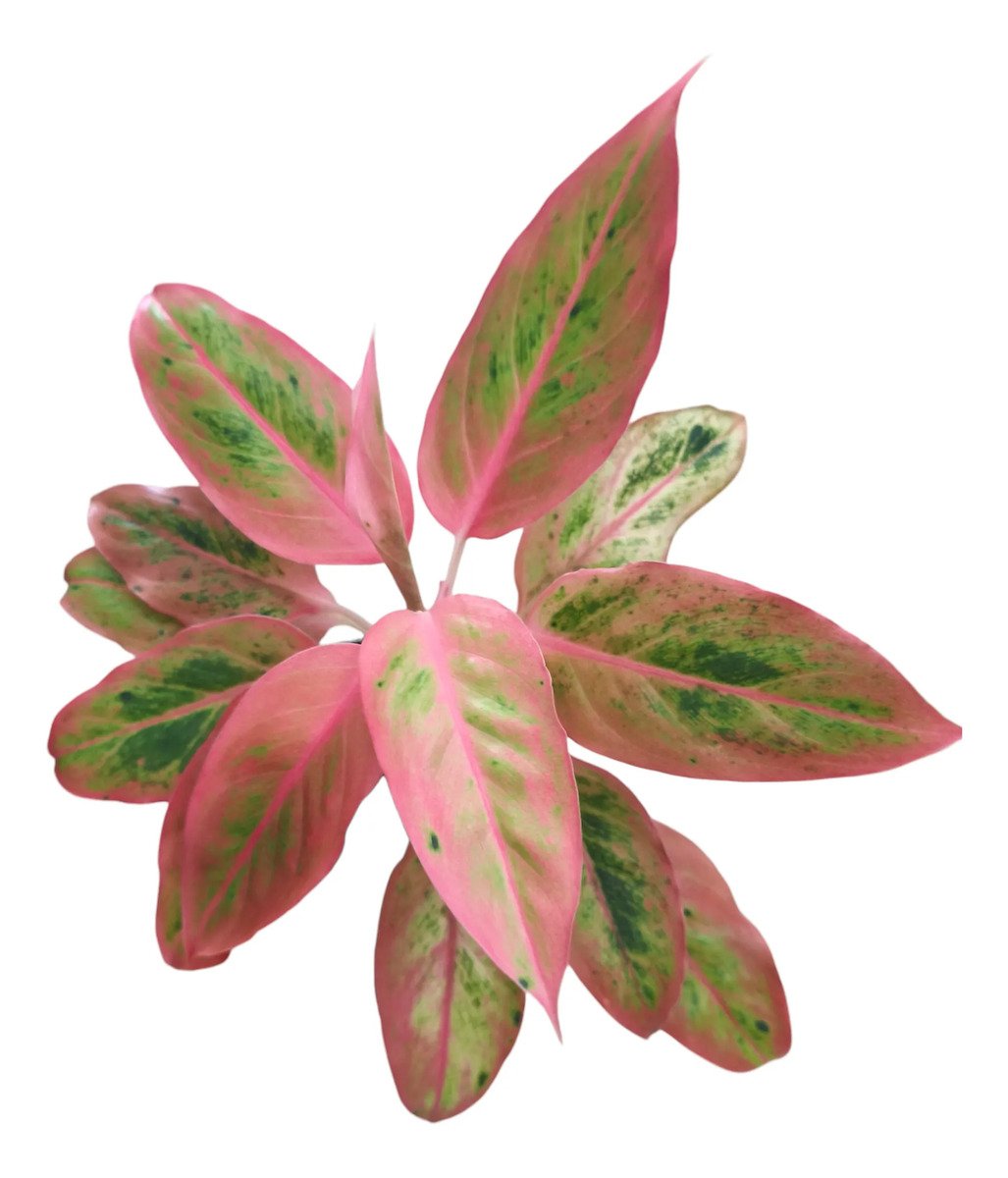 Aglaonema Salmon Fantasy