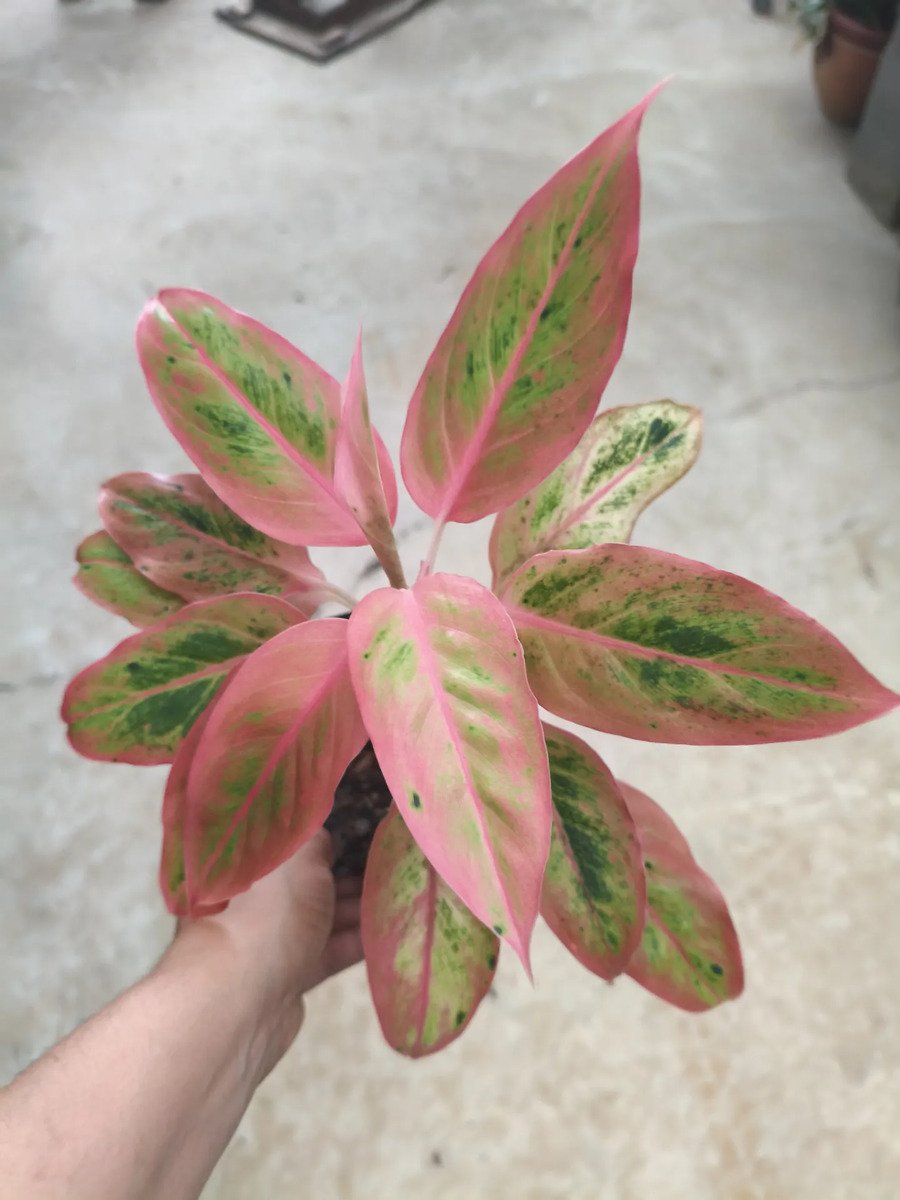 Aglaonema Salmon Fantasy - Imagem 2