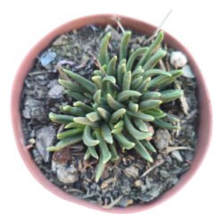 Suculenta Bergeranthus Multiceps Amarelo