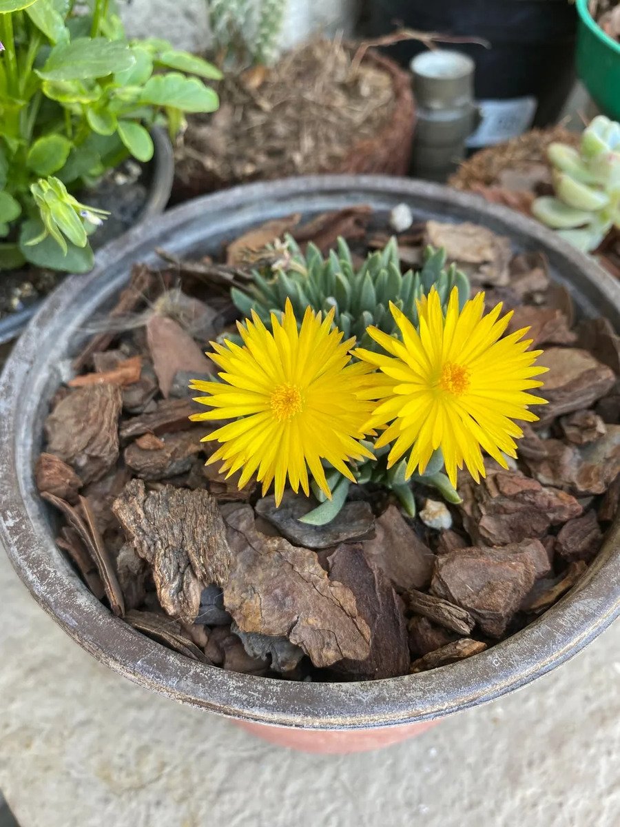 Suculenta Bergeranthus Multiceps Amarelo - Imagem 2