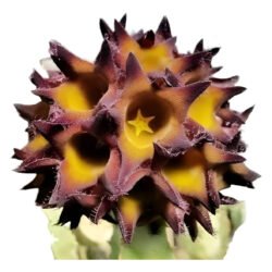 Planta Caralluma Speciosa (coleção)