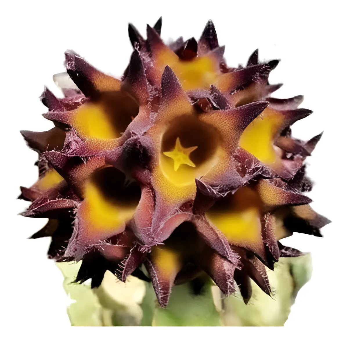 Planta Caralluma Speciosa (coleção)