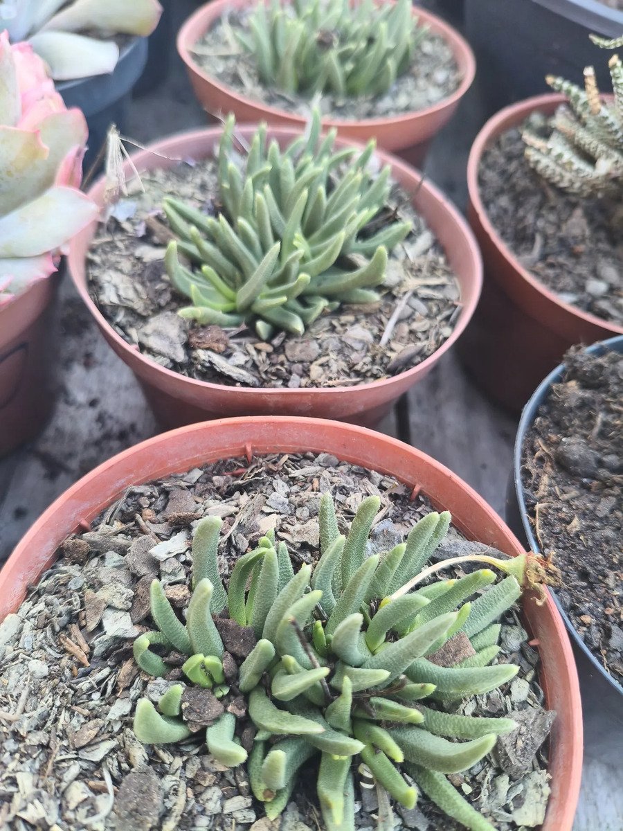 Suculenta Bergeranthus Multiceps Amarelo - Imagem 3