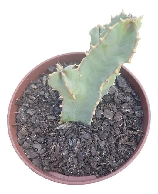 Planta Caralluma Speciosa (coleção) - Imagem 2
