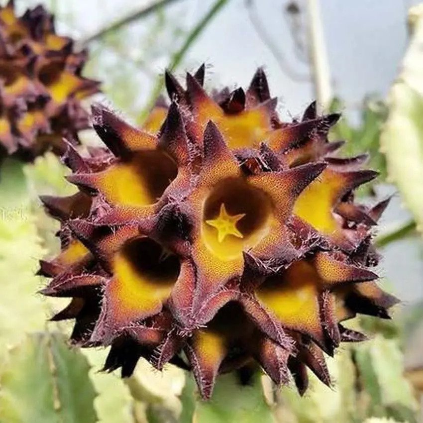 Planta Caralluma Speciosa (coleção) - Imagem 3