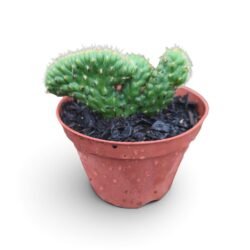 Euphorbia Austrocylindropuntia Cilíndrica Cristata