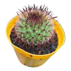 Mammillaria Spinosissima f. Rubrispina