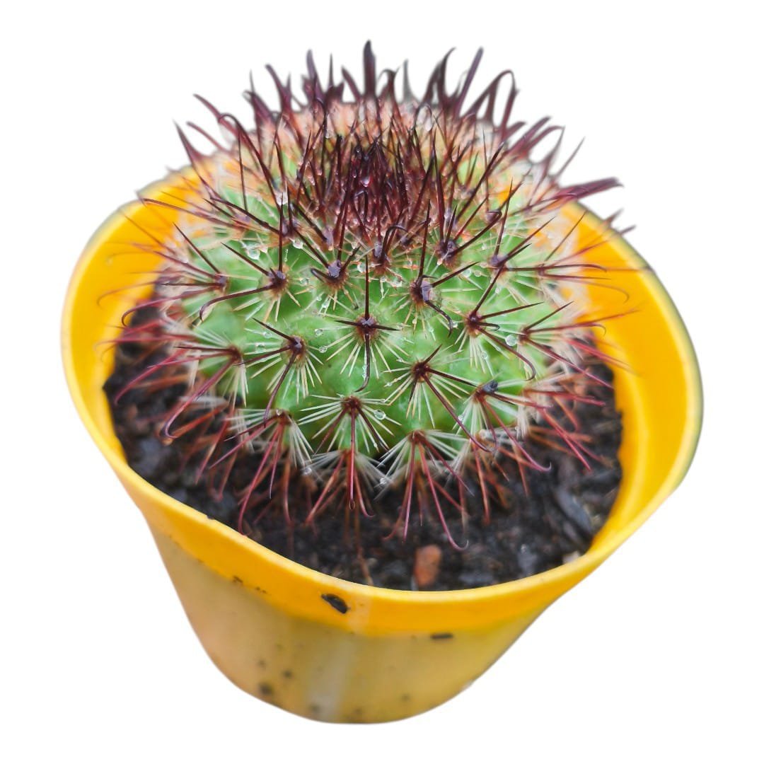 Mammillaria Spinosissima f. Rubrispina