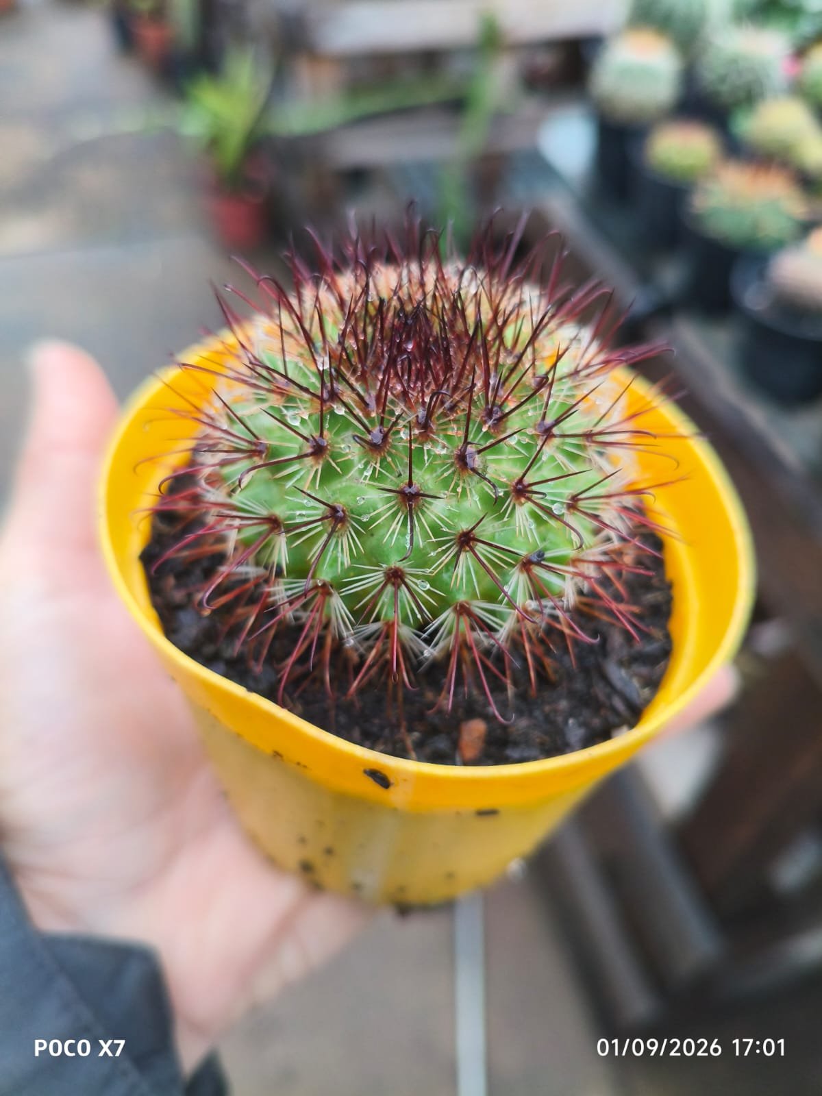 Mammillaria Spinosissima f. Rubrispina - Imagem 2