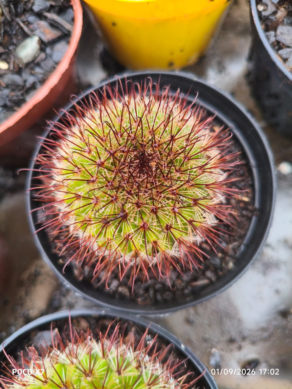 Mammillaria Spinosissima f. Rubrispina - Imagem 3