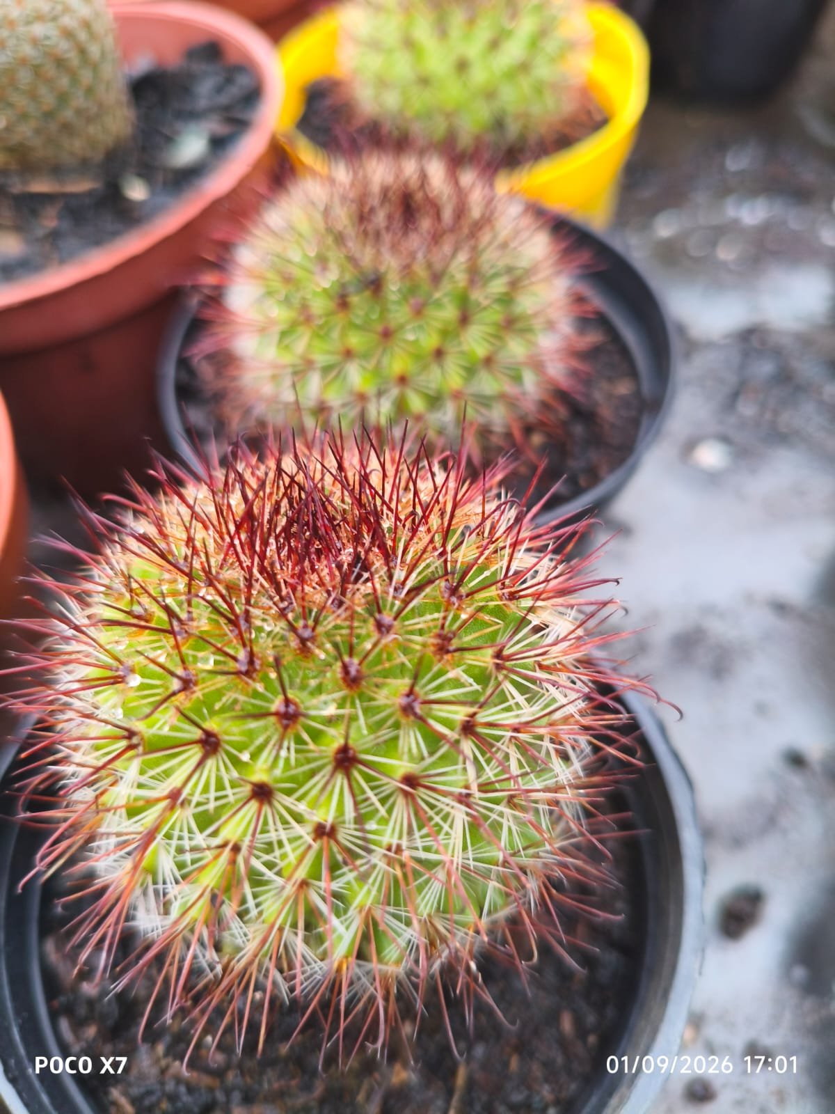 Mammillaria Spinosissima f. Rubrispina - Imagem 4