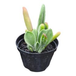 Suculenta  Kalanchoe Orícula