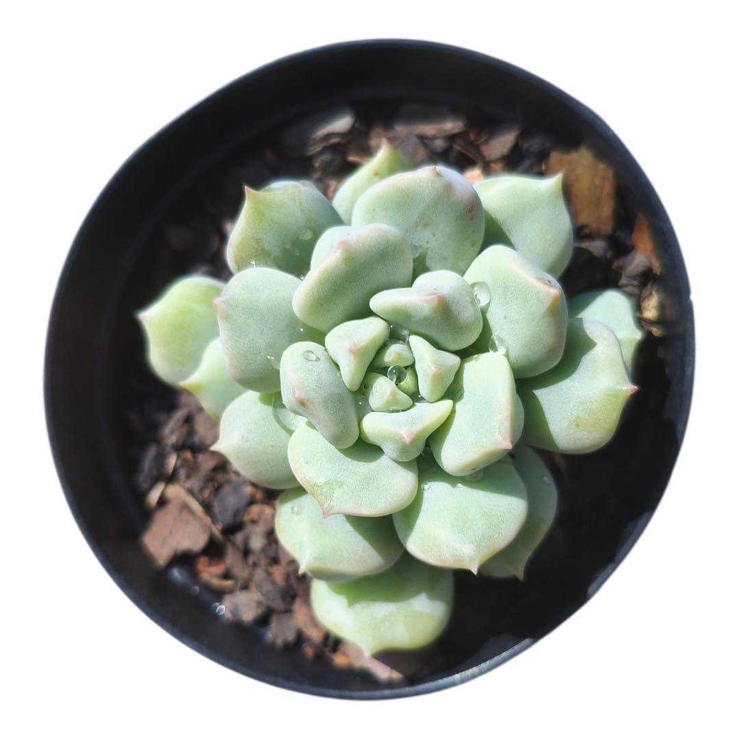 Echeveria Peony