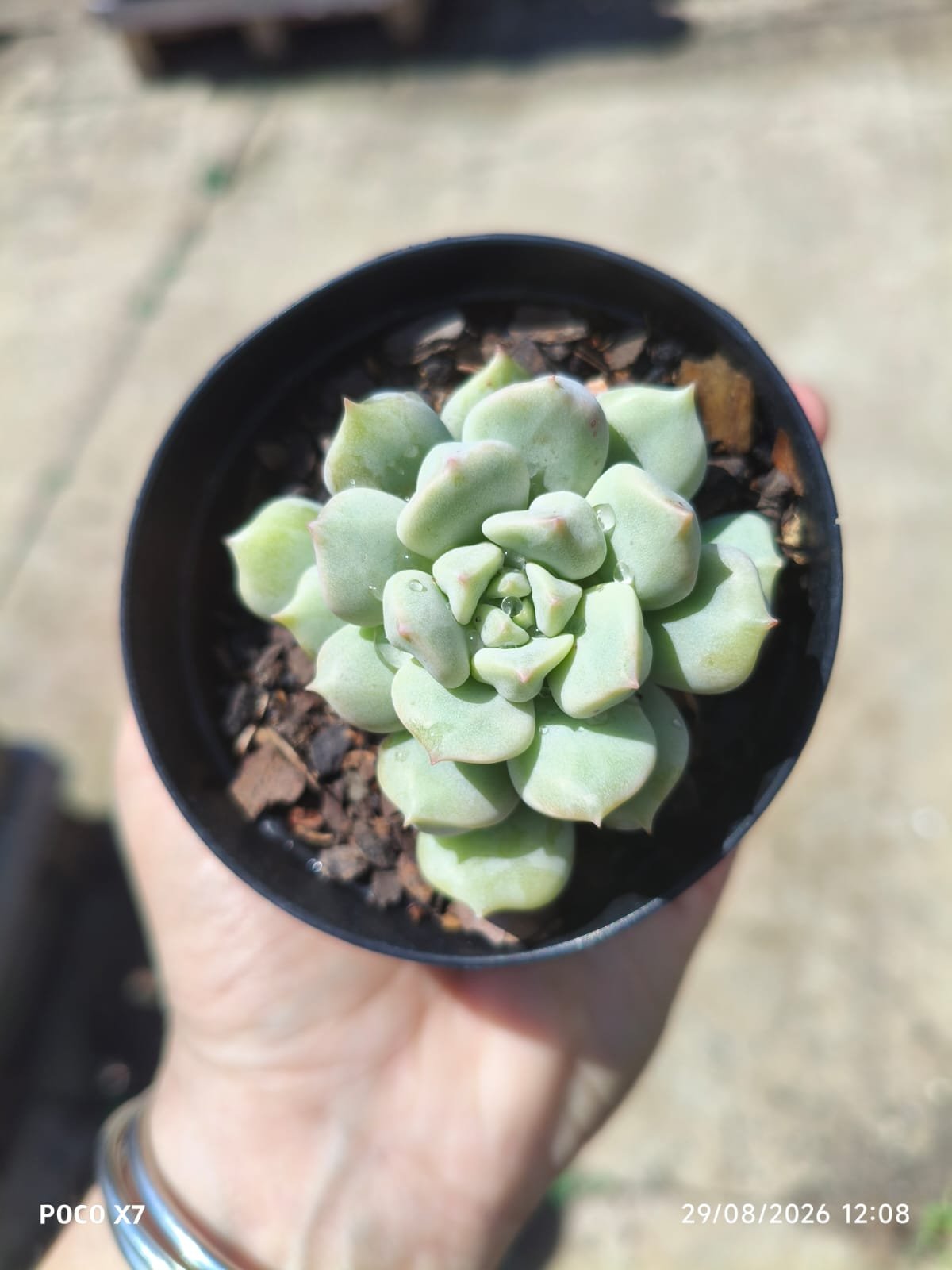 Echeveria Peony - Imagem 2