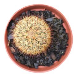 Mammillaria Densispina