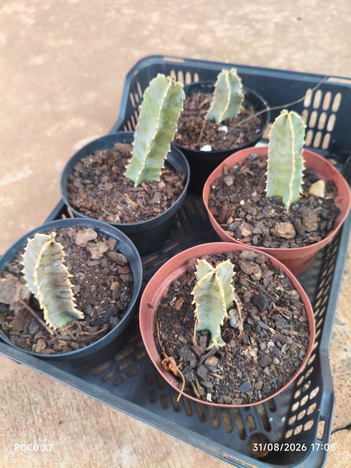 Planta Caralluma Speciosa (coleção) - Imagem 4