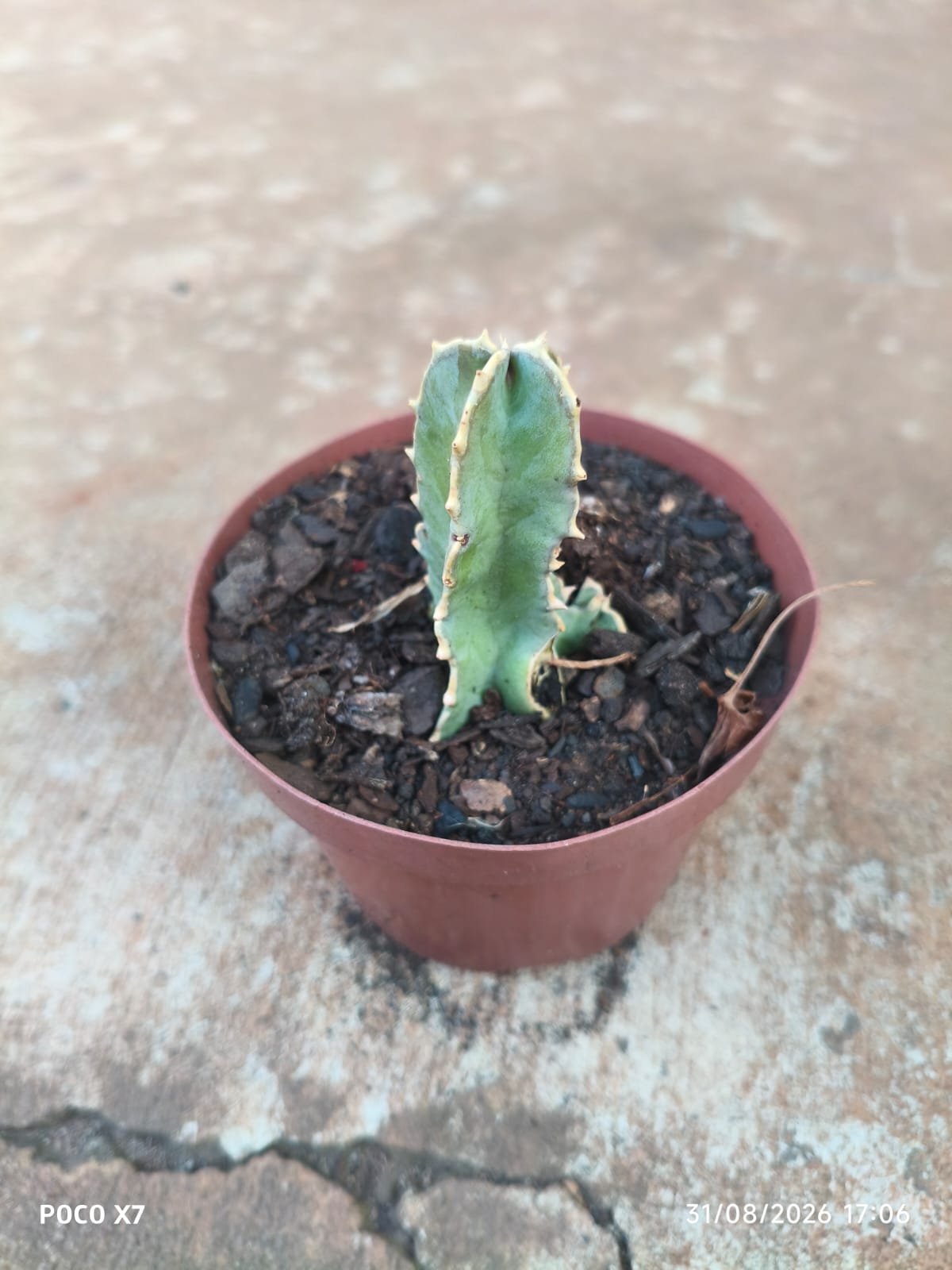 Planta Caralluma Speciosa (coleção) - Imagem 5