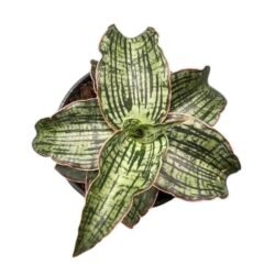 Sansevieria Cleópatra