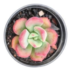 Echeveria Setosa Oteroi
