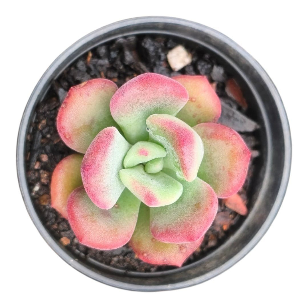 Echeveria Setosa Oteroi