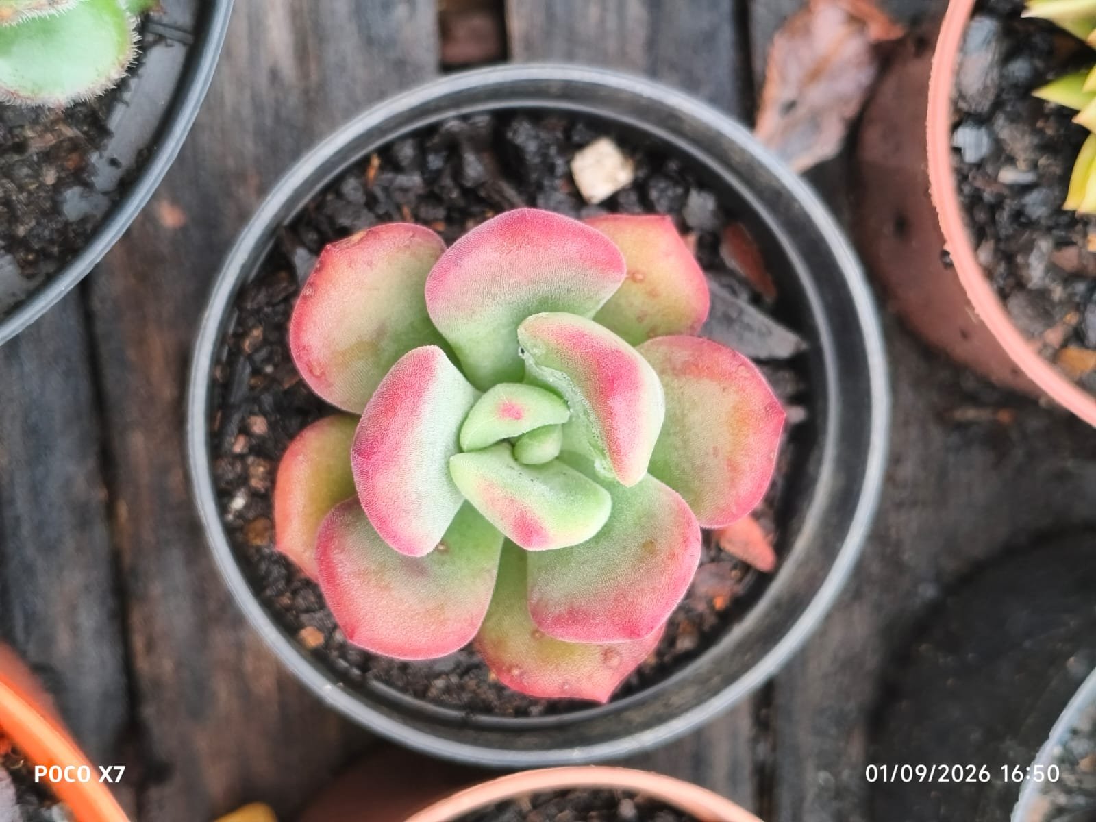 Echeveria Setosa Oteroi - Imagem 2