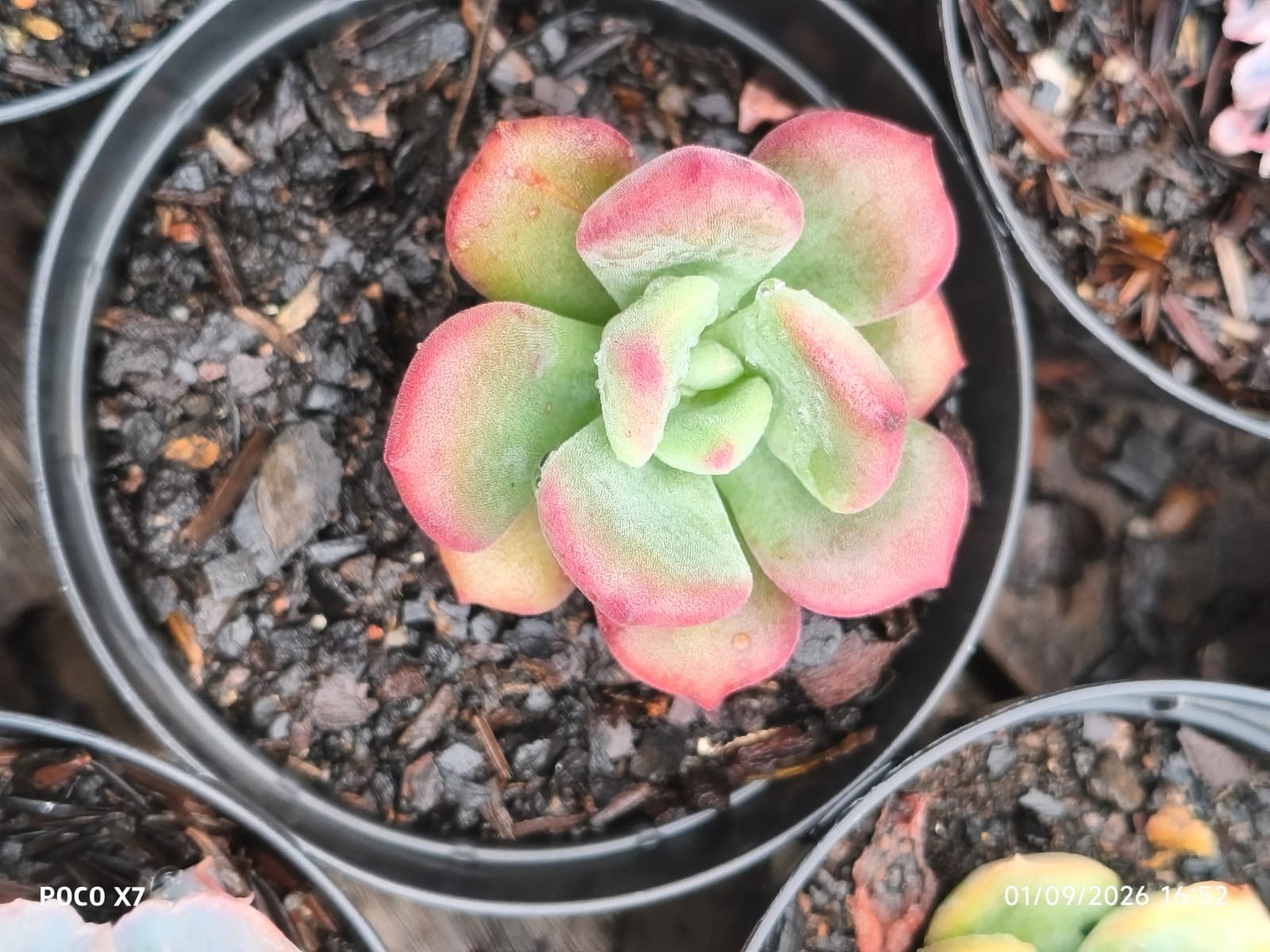 Echeveria Setosa Oteroi - Imagem 3