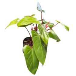 Filodendron Sanguíneo