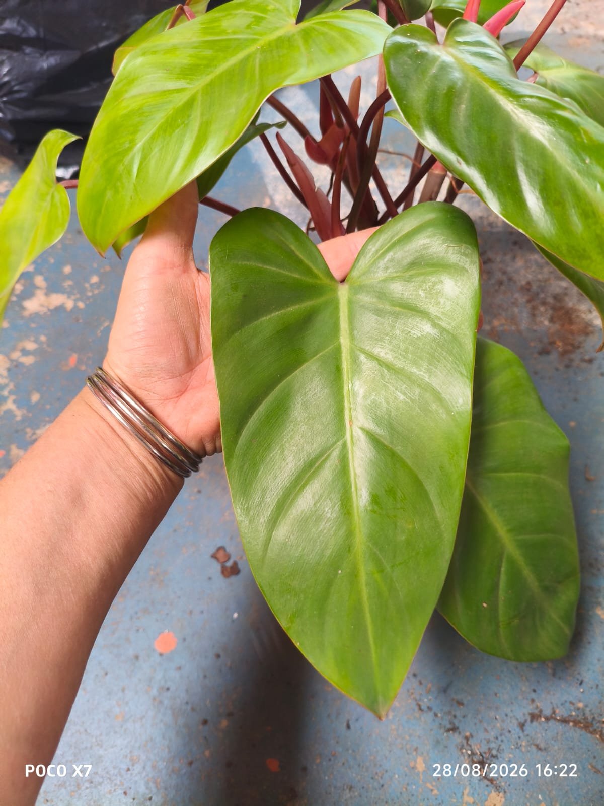 Filodendron Sanguíneo - Imagem 2