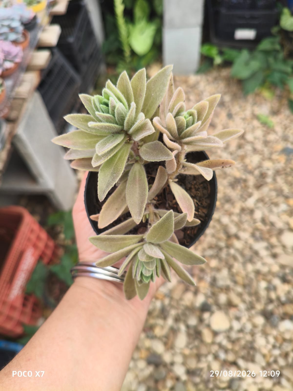 Aeollanthus Repens - Imagem 3
