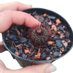 Frailea Angelesii