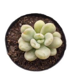Echeveria Bill Gates