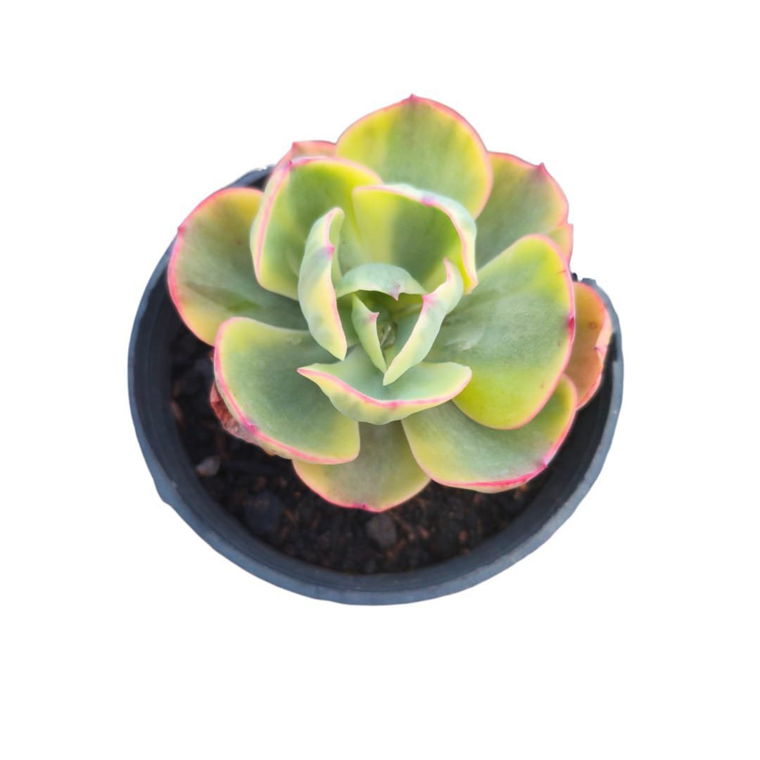 Echeveria Enfant Variegata