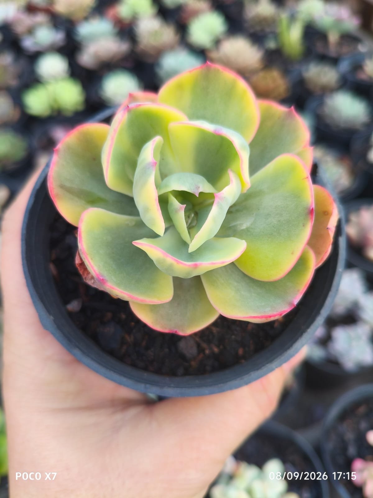 Echeveria Enfant Variegata - Imagem 2