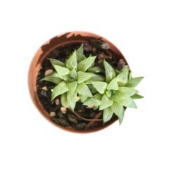 Haworthia Retusa