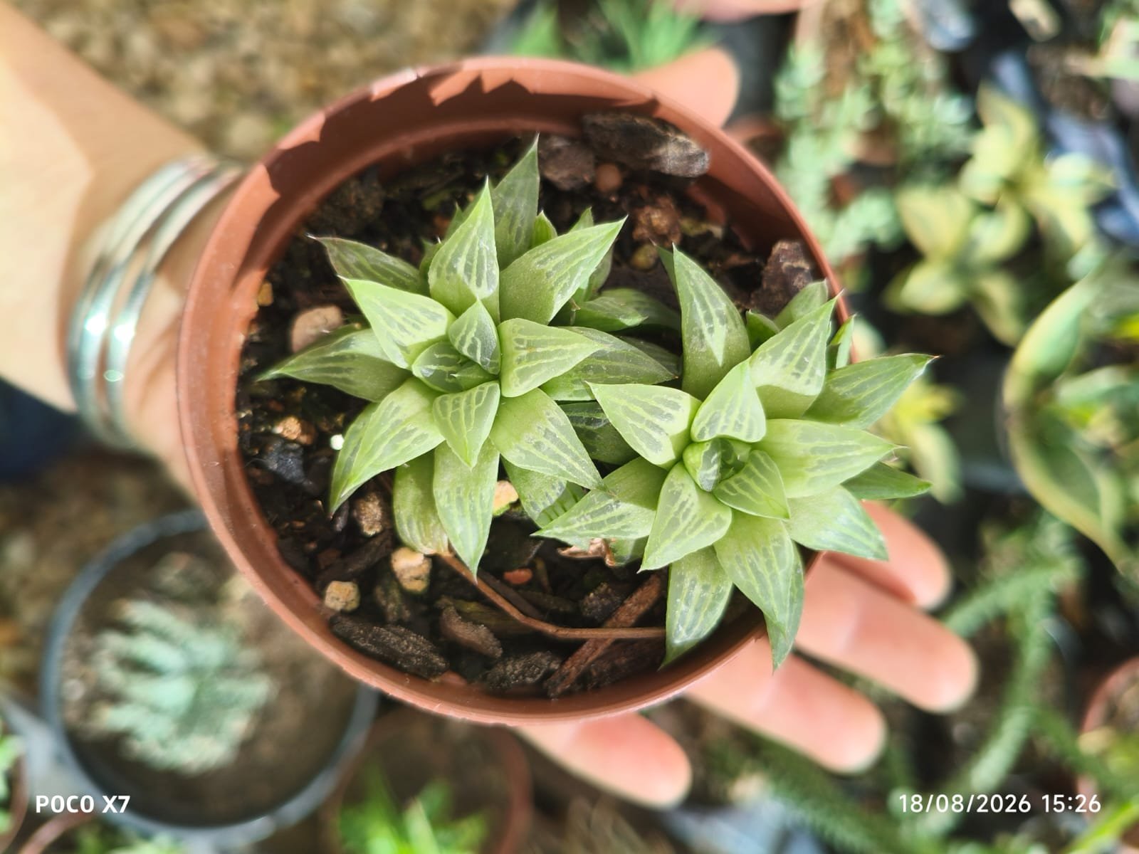 Haworthia Retusa - Imagem 2