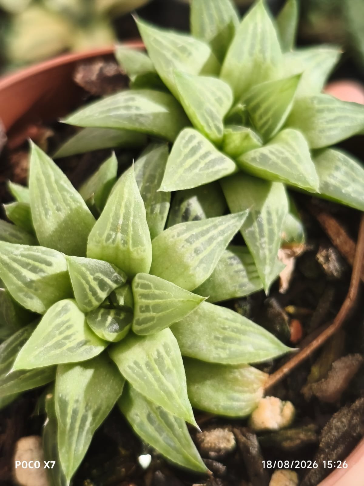 Haworthia Retusa - Imagem 3