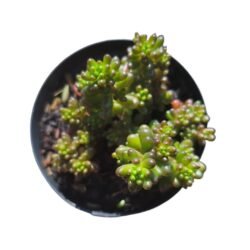 Suculenta Sedum Red Berry